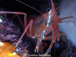 Lysmata seticaudata
Cleaner shrimp by Cumhur Gedikoglu 